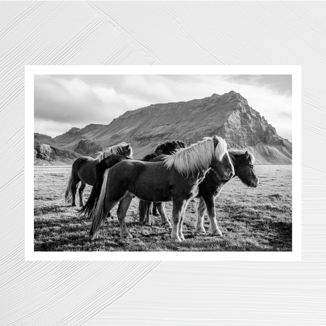 Chevaux islandais N&B - A4