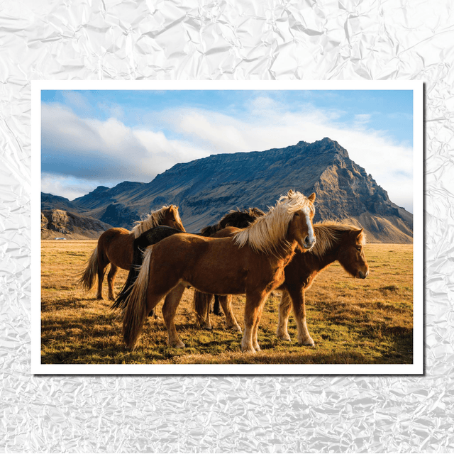 Tirage 30x40 &quot;chevaux islandais&quot;