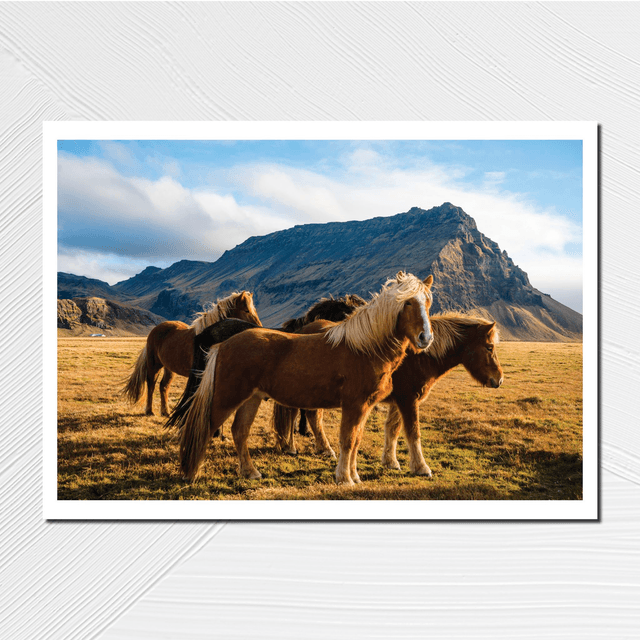 Chevaux islandais - A4