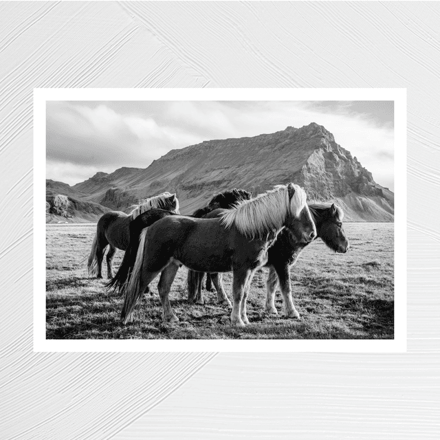 Chevaux islandais N&amp;B - A4