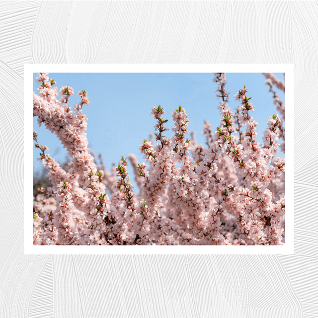 Fleurs du printemps - A4